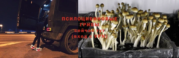 каннабис Алексеевка